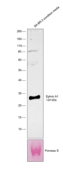 Invitrogen Ephrin A1 Recombinant Rabbit Monoclonal Antibody (453) 100 &mu;L | Buy Online | Invitrogen&trade; | Fisher Scientific