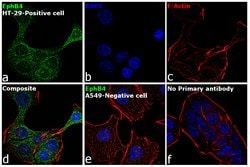 Invitrogen EphB4 Recombinant Rabbit Monoclonal Antibody (001) 100 &mu;L;