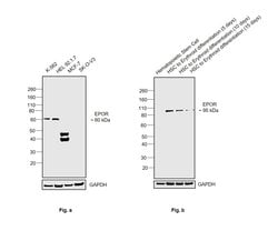 Invitrogen EpoR Recombinant Rabbit Monoclonal Antibody (016) 100 &mu;L;