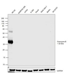Granzyme B Recombinant Rabbit Monoclonal Antibody (2):Antibodies, Recombinant