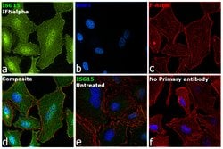 Invitrogen&trade;&nbsp;ISG15 Recombinant Rabbit Monoclonal Antibody (239)