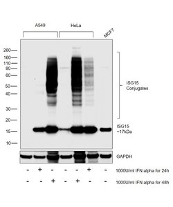 Invitrogen ISG15 Recombinant Rabbit Monoclonal Antibody (239) 100 &mu;L | Buy Online | Invitrogen&trade; | Fisher Scientific