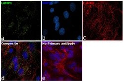 Invitrogen LAMP1 Recombinant Rabbit Monoclonal Antibody (107) 100 &mu;L;