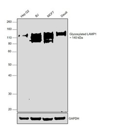 Invitrogen LAMP1 Recombinant Rabbit Monoclonal Antibody (107) 100 &mu;L;