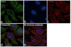 Invitrogen NME1 Recombinant Rabbit Monoclonal Antibody (011) 100 &mu;L | Buy Online | Invitrogen&trade; | Fisher Scientific