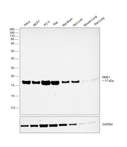 Invitrogen NME1 Recombinant Rabbit Monoclonal Antibody (011) 100 &mu;L | Buy Online | Invitrogen&trade; | Fisher Scientific
