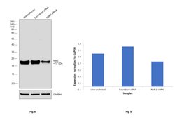 Invitrogen NME1 Recombinant Rabbit Monoclonal Antibody (011) 100 &mu;L | Buy Online | Invitrogen&trade; | Fisher Scientific