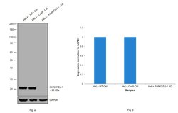 DJ-1 Recombinant Rabbit Monoclonal Antibody (007), Invitrogen 100 &mu;L;