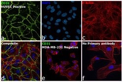 Invitrogen CD31 Recombinant Rabbit Monoclonal Antibody (007) 100 &mu;L;