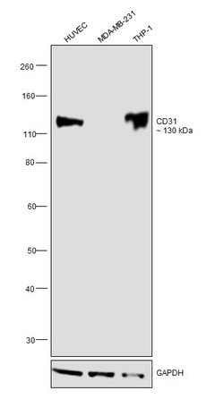 Invitrogen CD31 Recombinant Rabbit Monoclonal Antibody (007) 100 &mu;L;