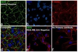 Invitrogen CD31 Recombinant Rabbit Monoclonal Antibody (078) 100 &mu;L;