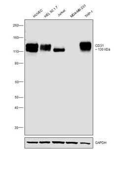 Invitrogen CD31 Recombinant Rabbit Monoclonal Antibody (078) 100 &mu;L;