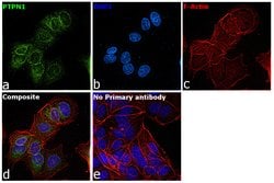Invitrogen PTP1B Recombinant Rabbit Monoclonal Antibody (226) 100 &mu;L | Buy Online | Invitrogen&trade; | Fisher Scientific