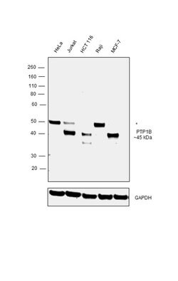 Invitrogen PTP1B Recombinant Rabbit Monoclonal Antibody (226) 100 &mu;L | Buy Online | Invitrogen&trade; | Fisher Scientific