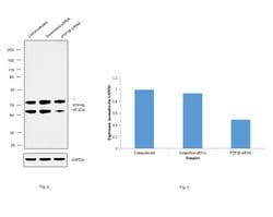 Invitrogen PTP1B Recombinant Rabbit Monoclonal Antibody (226) 100 &mu;L | Buy Online | Invitrogen&trade; | Fisher Scientific
