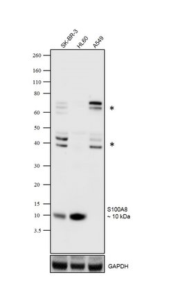 Invitrogen S100A8 Recombinant Rabbit Monoclonal Antibody (101) 100 &mu;L;