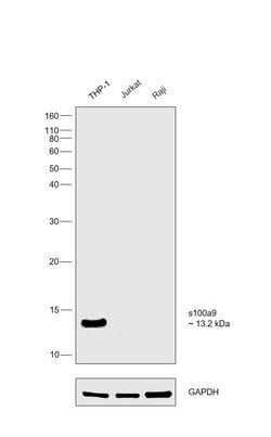Invitrogen S100A9 Recombinant Rabbit Monoclonal Antibody (018) 100 &mu;L;