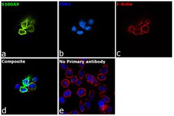 Invitrogen S100A9 Recombinant Rabbit Monoclonal Antibody (209) 100 &mu;L;