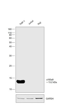 Invitrogen S100A9 Recombinant Rabbit Monoclonal Antibody (209) 100 &mu;L;