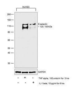 Invitrogen E-selectin Recombinant Rabbit Monoclonal Antibody (103) 100