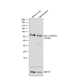 Invitrogen PD-L1 Recombinant Rabbit Monoclonal Antibody (485) 100 &mu;L;