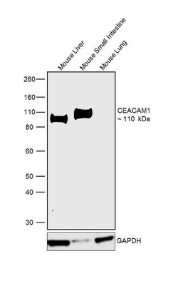 Invitrogen CEACAM1 Recombinant Rabbit Monoclonal Antibody (117) 100 &mu;L | Buy Online | Invitrogen&trade; | Fisher Scientific
