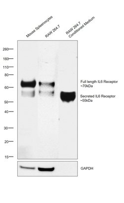 Invitrogen IL-6 Receptor Recombinant Rabbit Monoclonal Antibody (033) 100