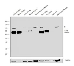 Invitrogen CD98 Recombinant Rabbit Monoclonal Antibody (048) 100 &mu;L;