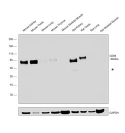 Invitrogen CD98 Recombinant Rabbit Monoclonal Antibody (021) 100 &mu;L;