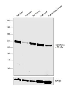 Invitrogen Transferrin Recombinant Rabbit Monoclonal Antibody (005) 100 &mu;L | Buy Online | Invitrogen&trade; | Fisher Scientific