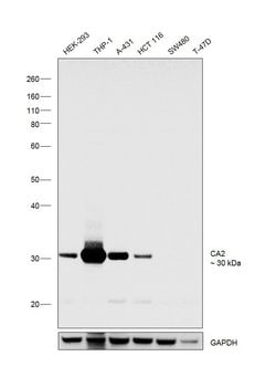 Invitrogen Carbonic Anhydrase II Recombinant Rabbit Monoclonal Antibody