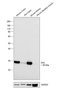 Invitrogen Carbonic Anhydrase II Recombinant Rabbit Monoclonal Antibody
