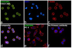 Invitrogen CEACAM1 Recombinant Rabbit Monoclonal Antibody (003) 100 &mu;L;