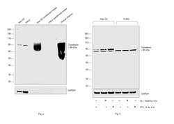 Invitrogen Transferrin Recombinant Rabbit Monoclonal Antibody (101) 100