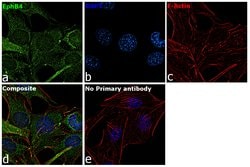 Invitrogen&trade;&nbsp;EphB4 Recombinant Rabbit Monoclonal Antibody (039)