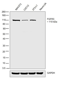 Invitrogen FGFR3 Recombinant Rabbit Monoclonal Antibody (046) 100 &mu;L;