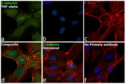 Invitrogen E-selectin Recombinant Rabbit Monoclonal Antibody (046) 100
