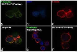 Invitrogen P-Selectin Recombinant Rabbit Monoclonal Antibody (001) 100