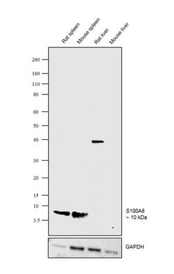 Invitrogen S100A8 Recombinant Rabbit Monoclonal Antibody (008) 100 &mu;L;