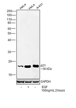Invitrogen p21 Monoclonal Antibody (GT8611) 100 &mu;L; Unconjugated:Antibodies,