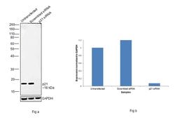 Invitrogen p21 Monoclonal Antibody (GT8611) 100 &mu;L; Unconjugated:Antibodies,