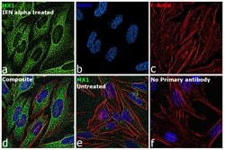 Invitrogen MX1 Monoclonal Antibody (GT4812) 100 &mu;L; Unconjugated:Antibodies,