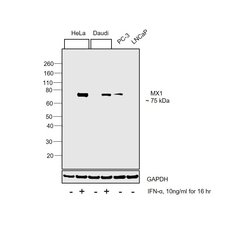 Invitrogen MX1 Monoclonal Antibody (GT4812) 100 &mu;L; Unconjugated:Antibodies,