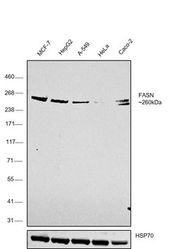Invitrogen FASN Monoclonal Antibody (GT556) 100 &mu;L | Buy Online | Invitrogen&trade; | Fisher Scientific