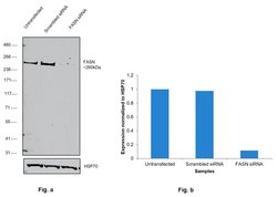 Invitrogen FASN Monoclonal Antibody (GT556) 100 &mu;L | Buy Online | Invitrogen&trade; | Fisher Scientific
