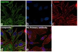 Invitrogen&trade;&nbsp;SQSTM1 Monoclonal Antibody (GT239)