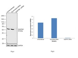 Invitrogen SQSTM1 Monoclonal Antibody (GT239) 100 &mu;L | Buy Online | Invitrogen&trade; | Fisher Scientific