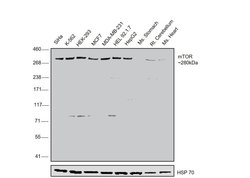 Invitrogen mTOR Monoclonal Antibody (GT649) 100 &mu;L; Unconjugated:Antibodies,