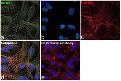 Invitrogen mTOR Monoclonal Antibody (GT649) 100 &mu;L; Unconjugated:Antibodies,
