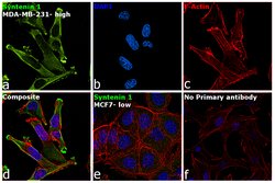 Invitrogen Syntenin 1 Monoclonal Antibody (GT1523) 100 &mu;L; Unconjugated:Antibodies,